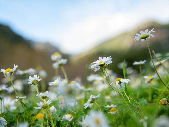 Hotel Monika in natürlicher Umgebung mit Bergen im Hintergrund