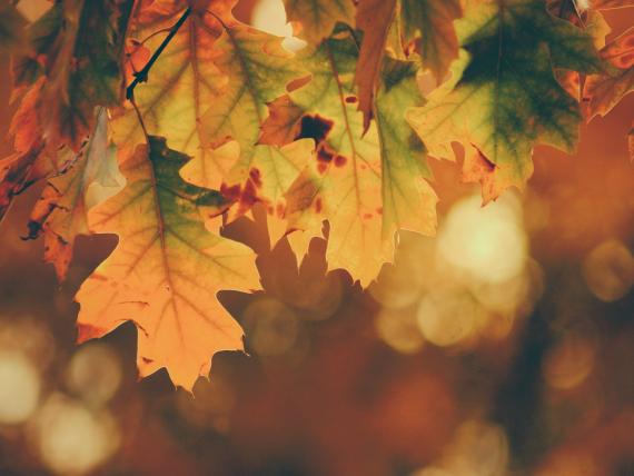 Goldener Herbst 5=4