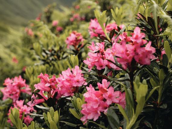 Almrosenblüte im Nationalpark Hohe Tauern in der Nähe vom Seebachsee 