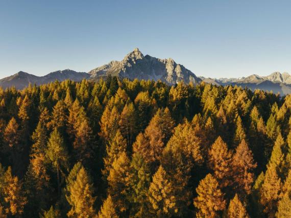 Herbstlicher Wald mit Bergen im Hintergrund bei Forster's Naturresort