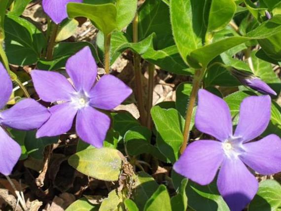 Eröffnungs-Special 26