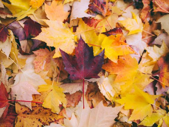 Herbstspecial 