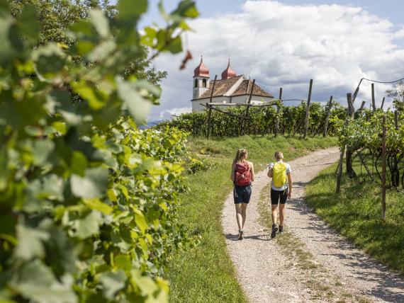Frühsommer zwischen Weinbergen