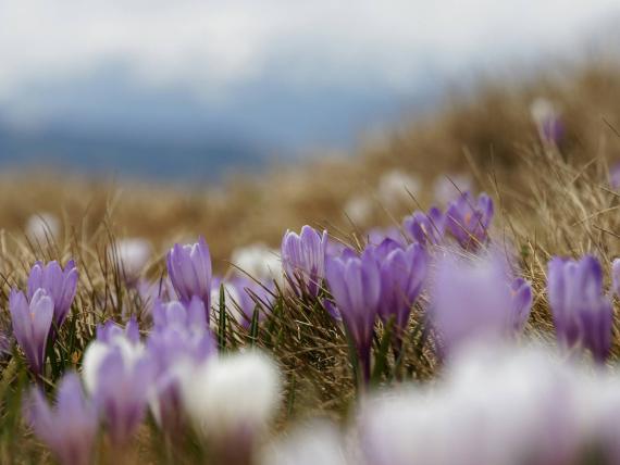 Frühlingserwachen mit Krokussen auf der Wiese vor Hotel Moarhof