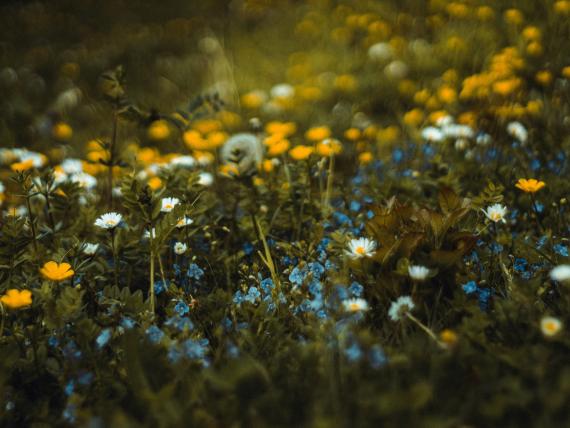 Kurz mal Frühling - 4 Nächte