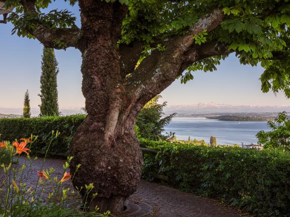 Großer Baum mit Blick auf Bodensee im Parkhotel St. Leonhard Überlingen