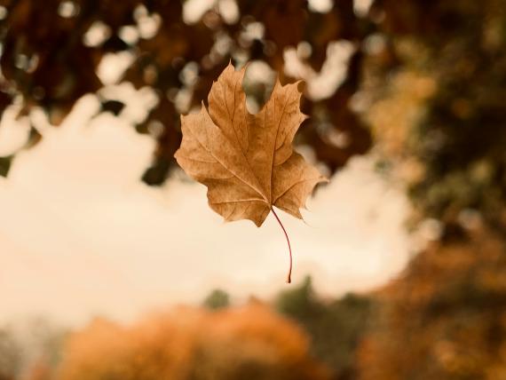 4=3 Goldener Herbst 