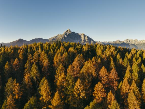 Herbstwald vor Bergpanorama beim Premium Activehotel Bergkönig