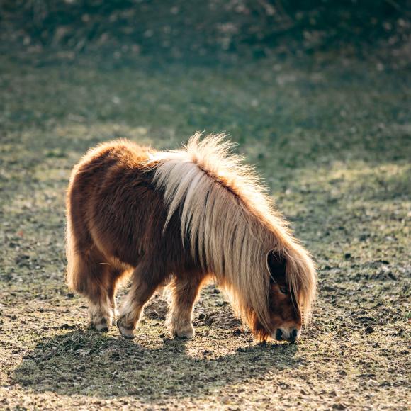 TEMPO DI DIVERTIMENTO CON I MINISHETTY DI QUELLENHOF