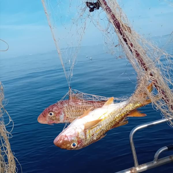 MARE & PESCA 