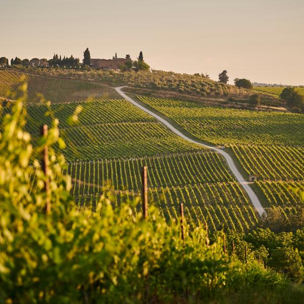 Profumi di Vendemmia – 5%