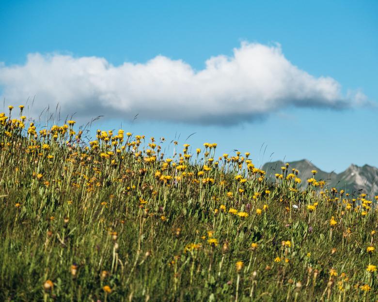 Bunte Wiese mit Bergen