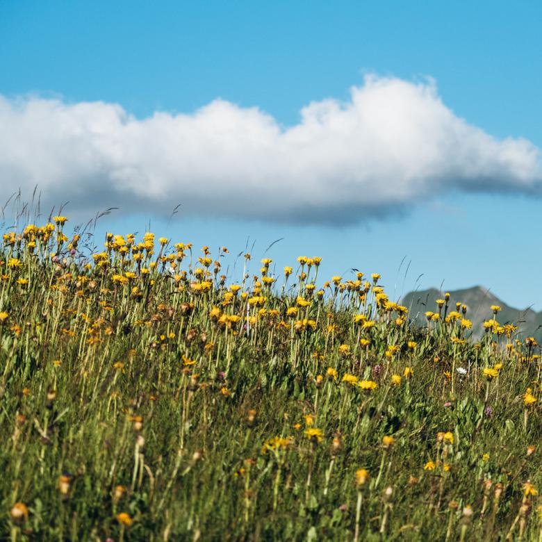 Bunte Wiese mit Bergen