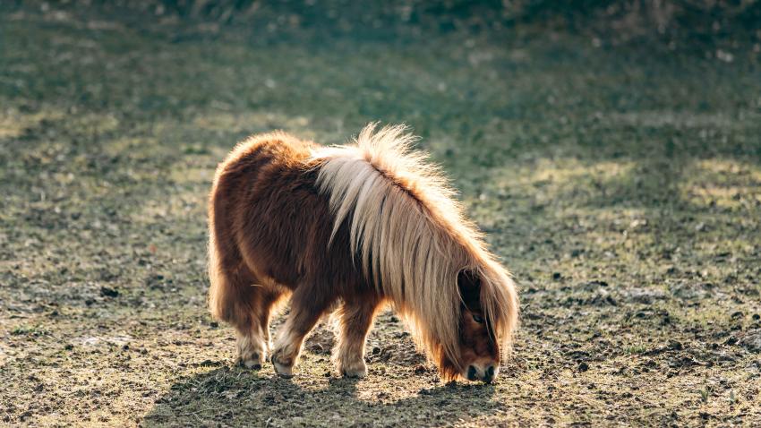 TEMPO DI DIVERTIMENTO CON I MINISHETTY DI QUELLENHOF