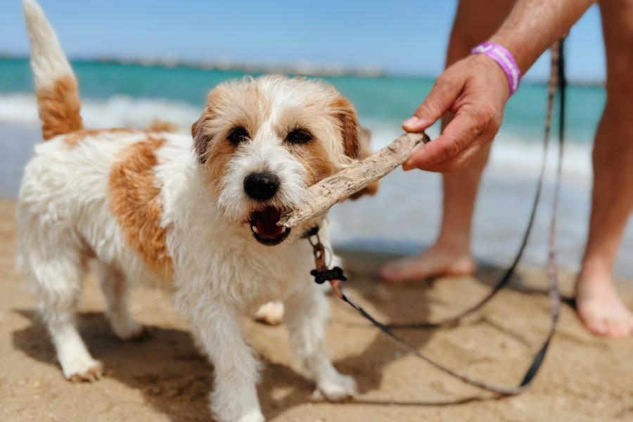 Settembre e Ottobre a 4 Zampe – Il tuo cane è nostro ospite! 