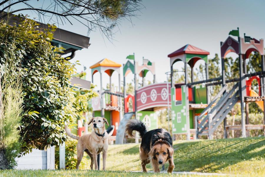 Vacanza Pet-Friendly: Il tuo cane è il benvenuto!