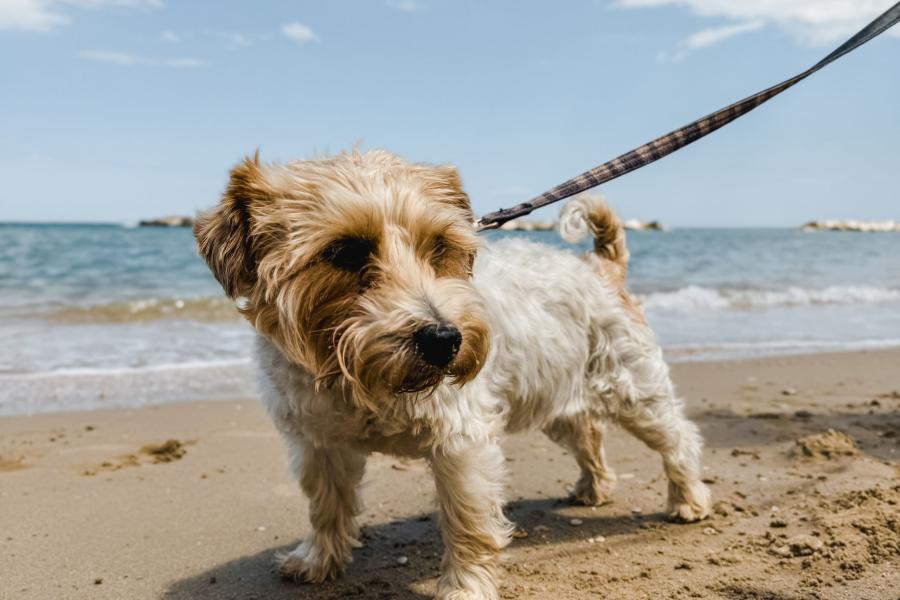 Una vacanza a 4 zampe