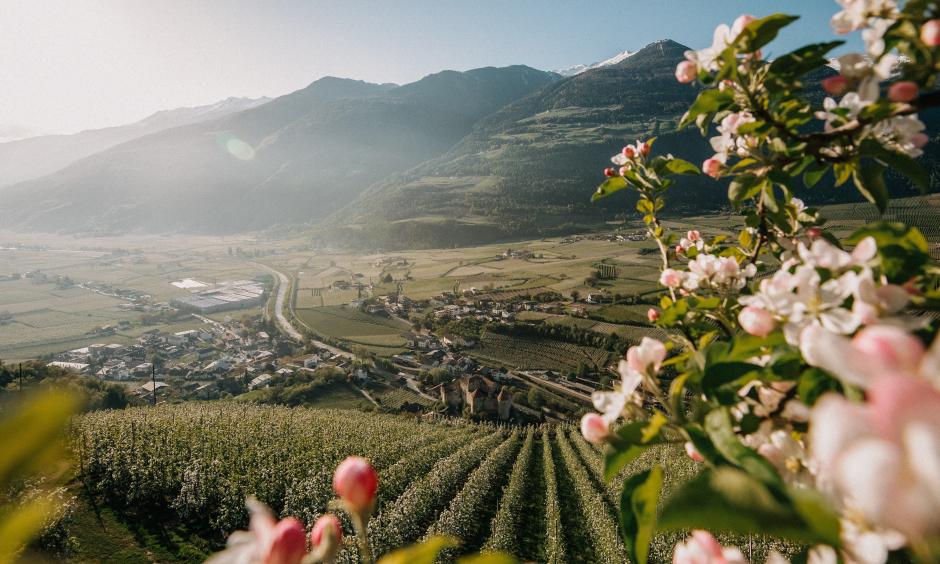 Fioritura dei meli in Alto Adige – Sconto del 25% | 1 giorno in regalo!