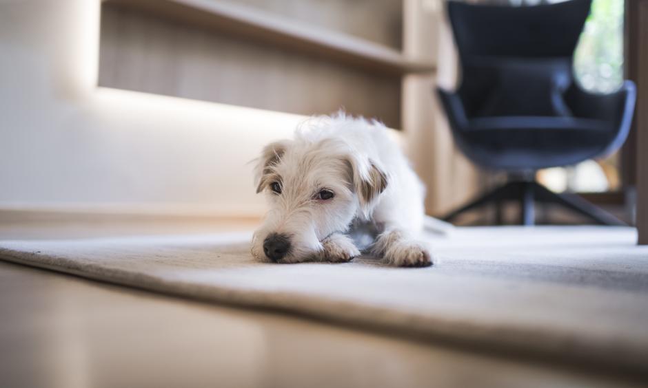 Luxury holidays with your dog