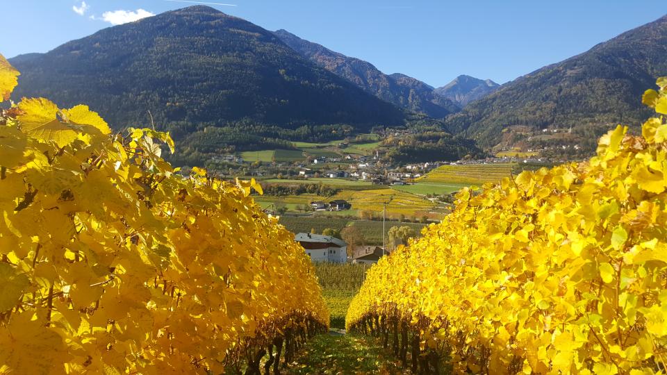Goldener Herbst 7=6