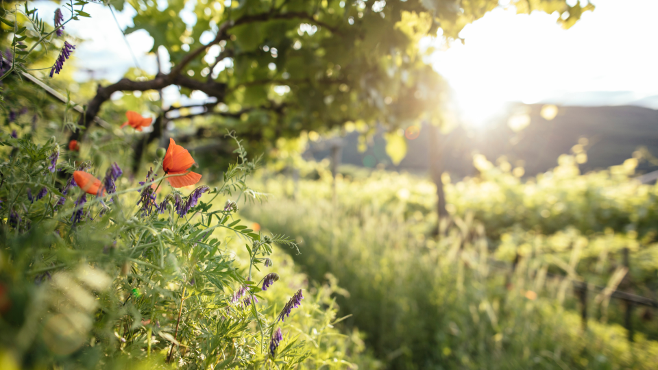 Tra sole e vigneti