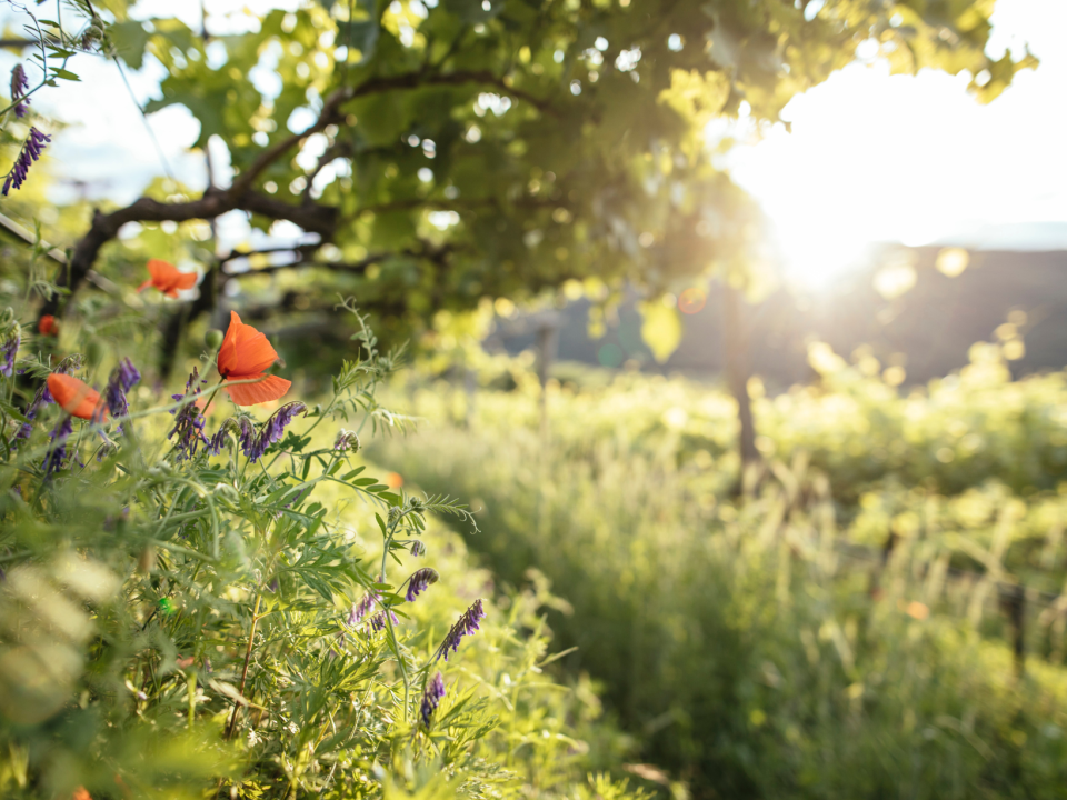 Tra sole e vigneti