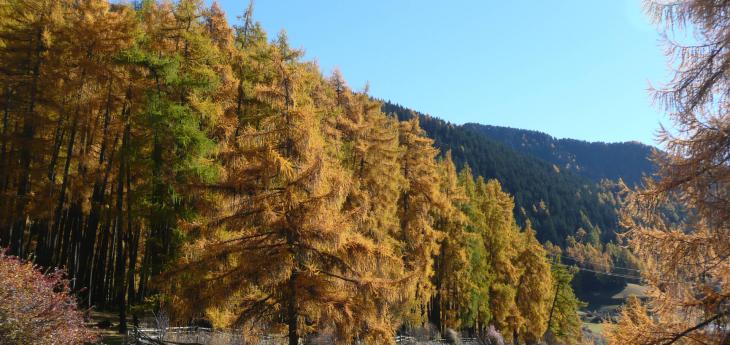 Herbstgold-Wochen